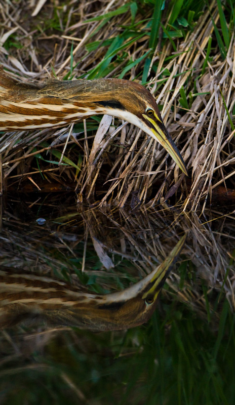 American Bittern Reflected In Water